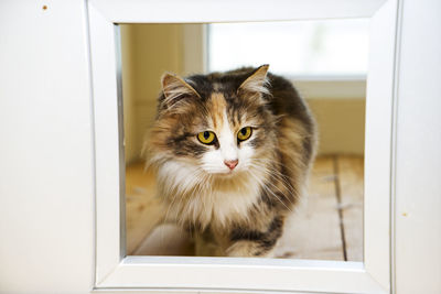 Close-up portrait of a cat