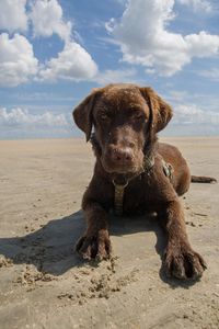 Portrait of dog sitting on sand at beach against sky