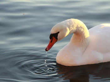 Close-up of swan swimming in lake