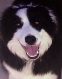 Close-up portrait of a dog