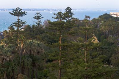 Scenic view of pine trees by sea against sky