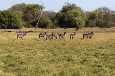 Waterbucks in a field