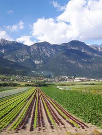 Scenic view of vineyard