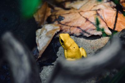 High angle view of yellow maple leaf on land