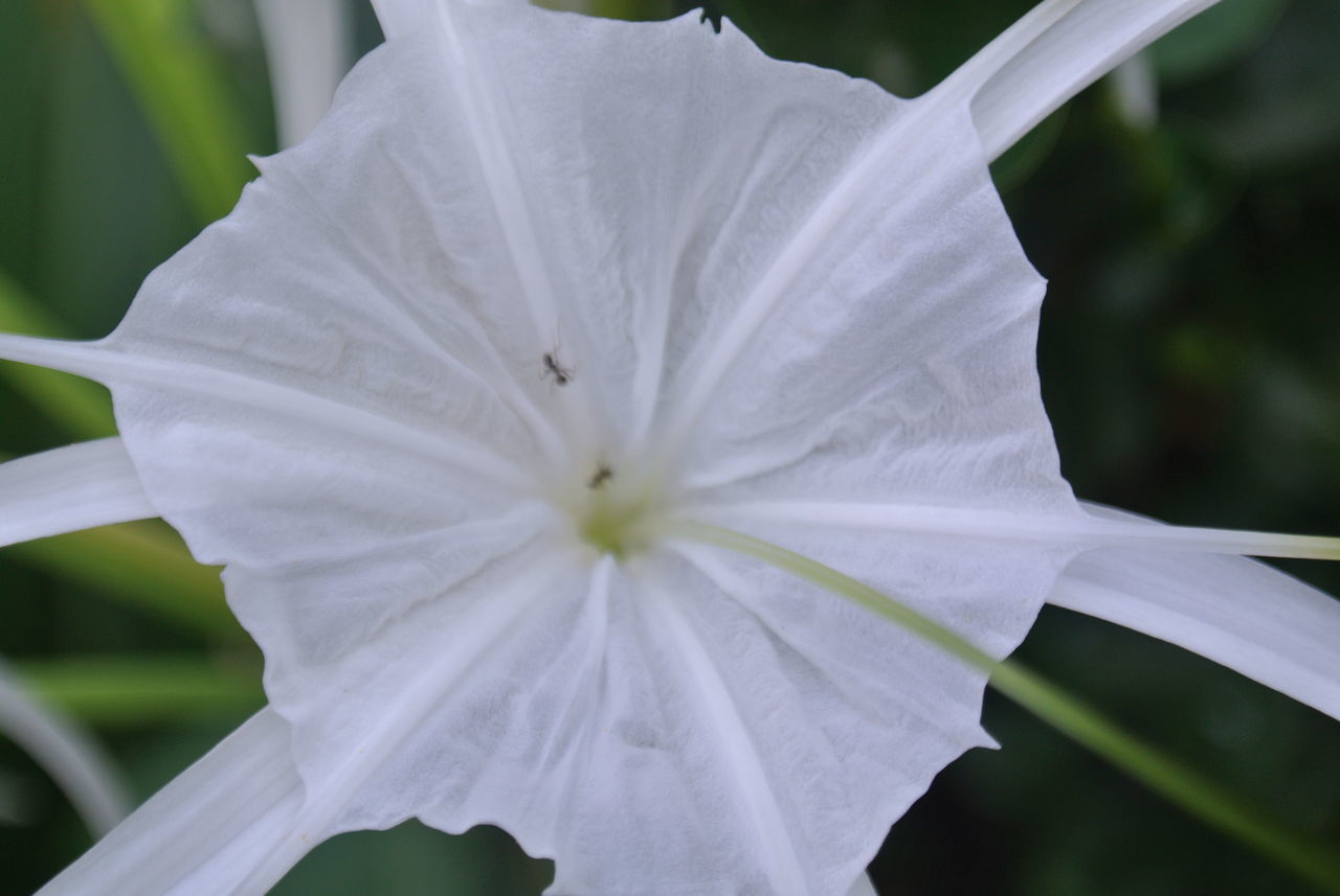 CLOSE-UP OF WHITE FLOWER