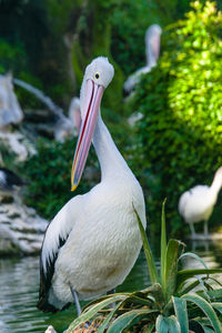 Close-up of pelican in water