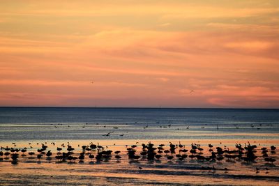 Flock of birds on beach against sky during sunset