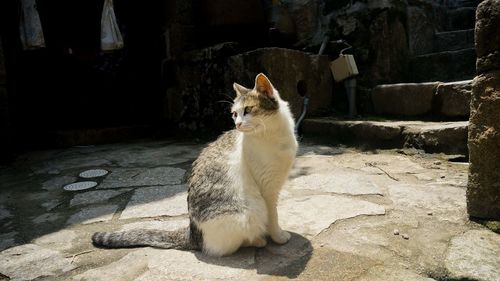 Cat looking away while sitting outdoors