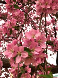 Close-up of fresh pink flowers blooming on tree