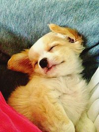 Close-up of dog relaxing on bed at home