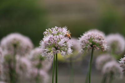 Close-up of thistle blooming outdoors