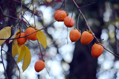 Close-up of fruits on tree