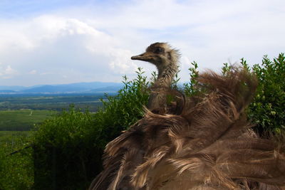 View of a bird against sky