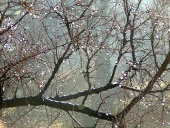 Low angle view of cherry blossoms against sky