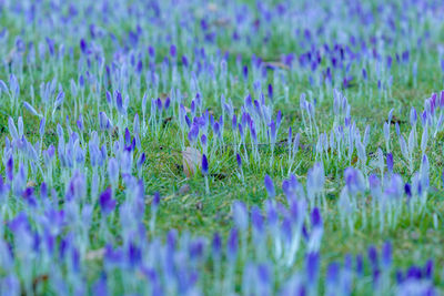 Close-up of purple crocus flowers on field