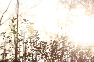 Sun shining through trees