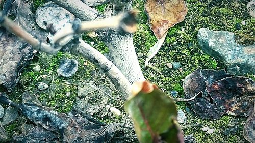 Plants growing on tree trunk