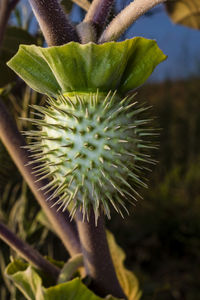 Close-up of succulent plant