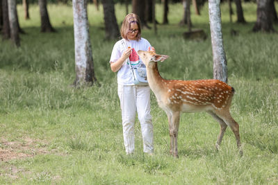 A girl feeding cute spotted deer bambi at petting zoo.