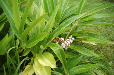 Plants growing in water