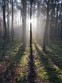 Man standing by trees in forest