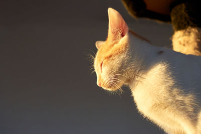 Close-up of cat against black background