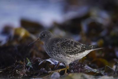 Close-up of seagull perching