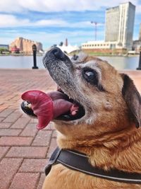 Close-up of a dog