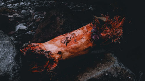 High angle view of fire on rock at night