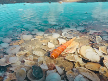 High angle view of shells on beach