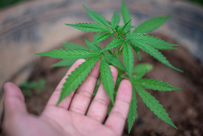 Close-up of hand holding leaves