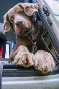 Longhaired weimaraner chilling his dog beans 