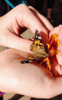 Close-up of butterfly on hand