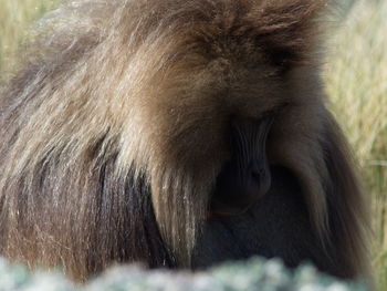 Closeup portrait of gelada monkey theropithecus gelada grazing semien mountains, ethiopia.