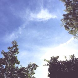 Low angle view of trees against sky