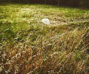 High angle view of mushroom growing on field