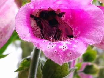 Close-up of pink flowers