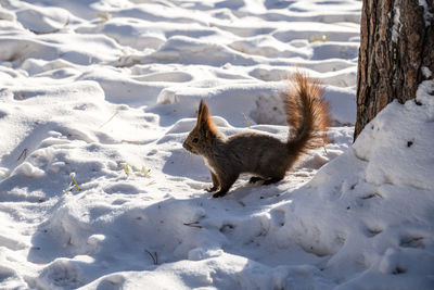 High angle view of squirrel on snow covered land
