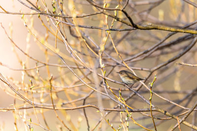 Close-up of a bird on branch