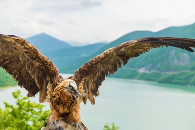 Low angle view of eagle against sky