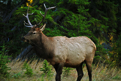 Deer standing in a forest