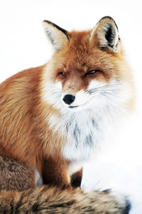 Close-up of red fox looking away while sitting on snow covered field