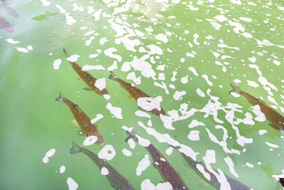 High angle view of leaves floating on lake