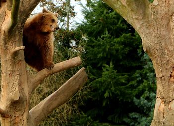 Bear sitting on tree trunk in forest