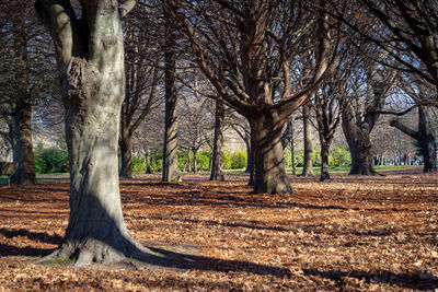 Bare trees in park