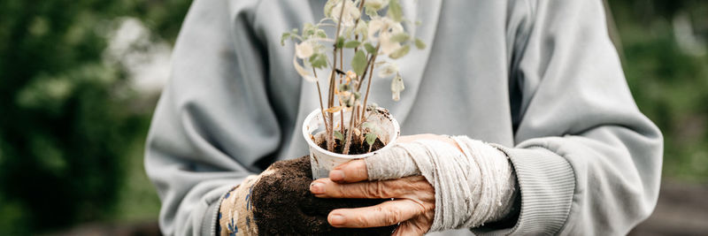 Female bandaged elderly hands of senior woman holding a recycled plastic cup with seedlings