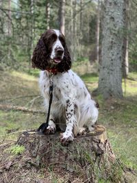 Dog looking away in a forest