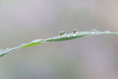 Close-up of wet plant leaves