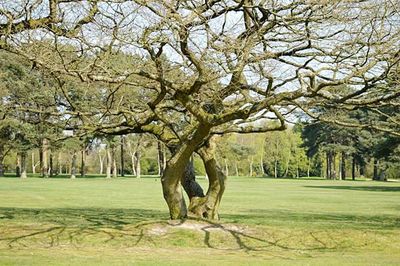 Bare trees in park