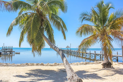 Palm trees on beach against sky